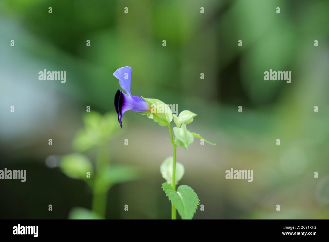 Torenia farnieri, la fleur de bluewinds ou de triangle, est une plante annuelle des Linderniaceae. Banque D'Images