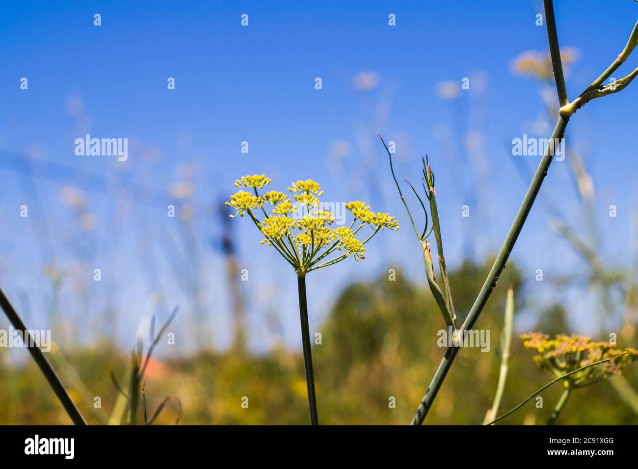 Plante d'Anis Pimpinella anisum utilisée dans thea et les médecines traditionnelles Banque D'Images