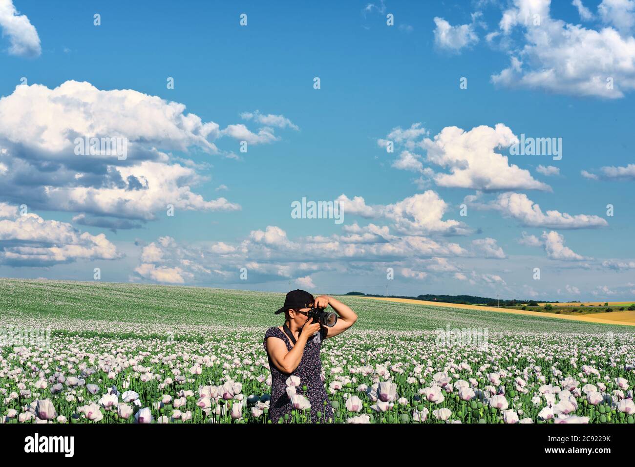 Femme caucasienne, photographe de sexe moyen en robe foncée, prenant des photos de champs de pavot blanc sous ciel bleu avec nuages Banque D'Images