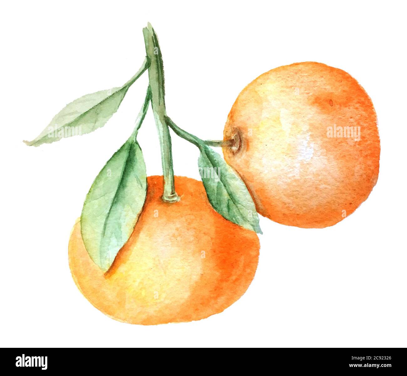 Illustration botanique de la branche des mandarines d'aquarelle vintage Banque D'Images