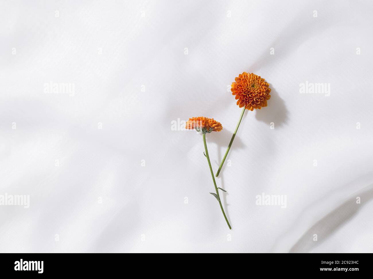 Vue de dessus de l'arrière-plan en tissu voile avec deux fleurs orange et espace pour le texte Banque D'Images