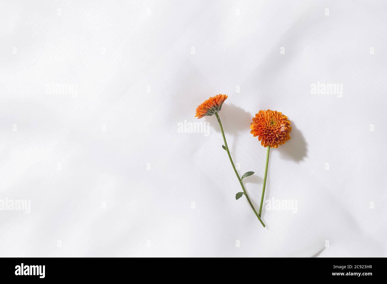Vue de dessus de l'arrière-plan en tissu voile avec deux fleurs orange et espace pour le texte Banque D'Images