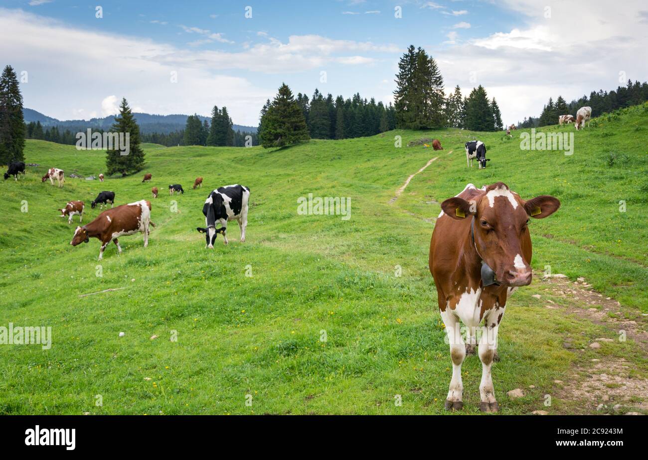 Quelques vaches dans la montagne du jura avec belle météo Banque D'Images