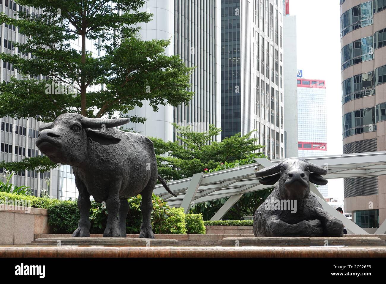 Des taureaux à l'extérieur de la bourse de Hong Kong, sur la place des changes au centre de Hong Kong. Statue de buffle d'eau de la sculpteur anglaise Elisabeth Frenk Banque D'Images