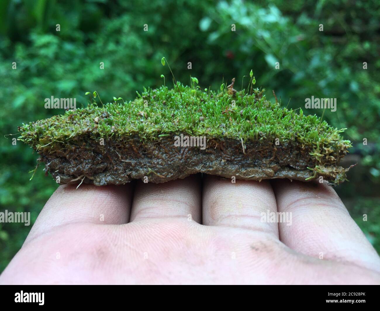 Homme tenant une glace de sol contenant divers types de diversité de petites plantes. Banque D'Images