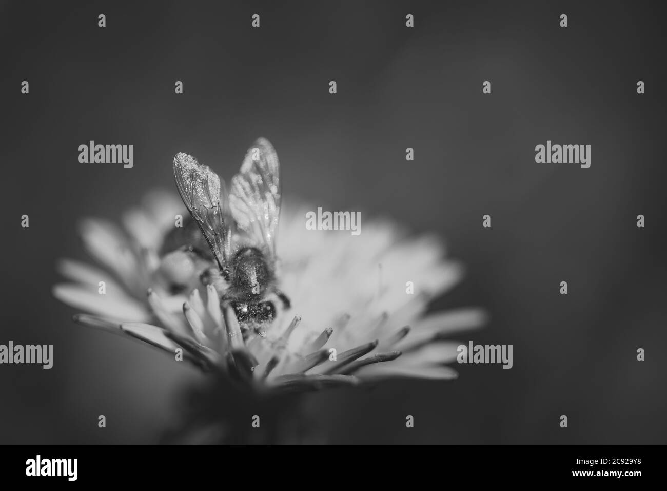 La photo noire et blanche de l'abeille recueille le nectar sur une fleur de pissenlit jaune Banque D'Images