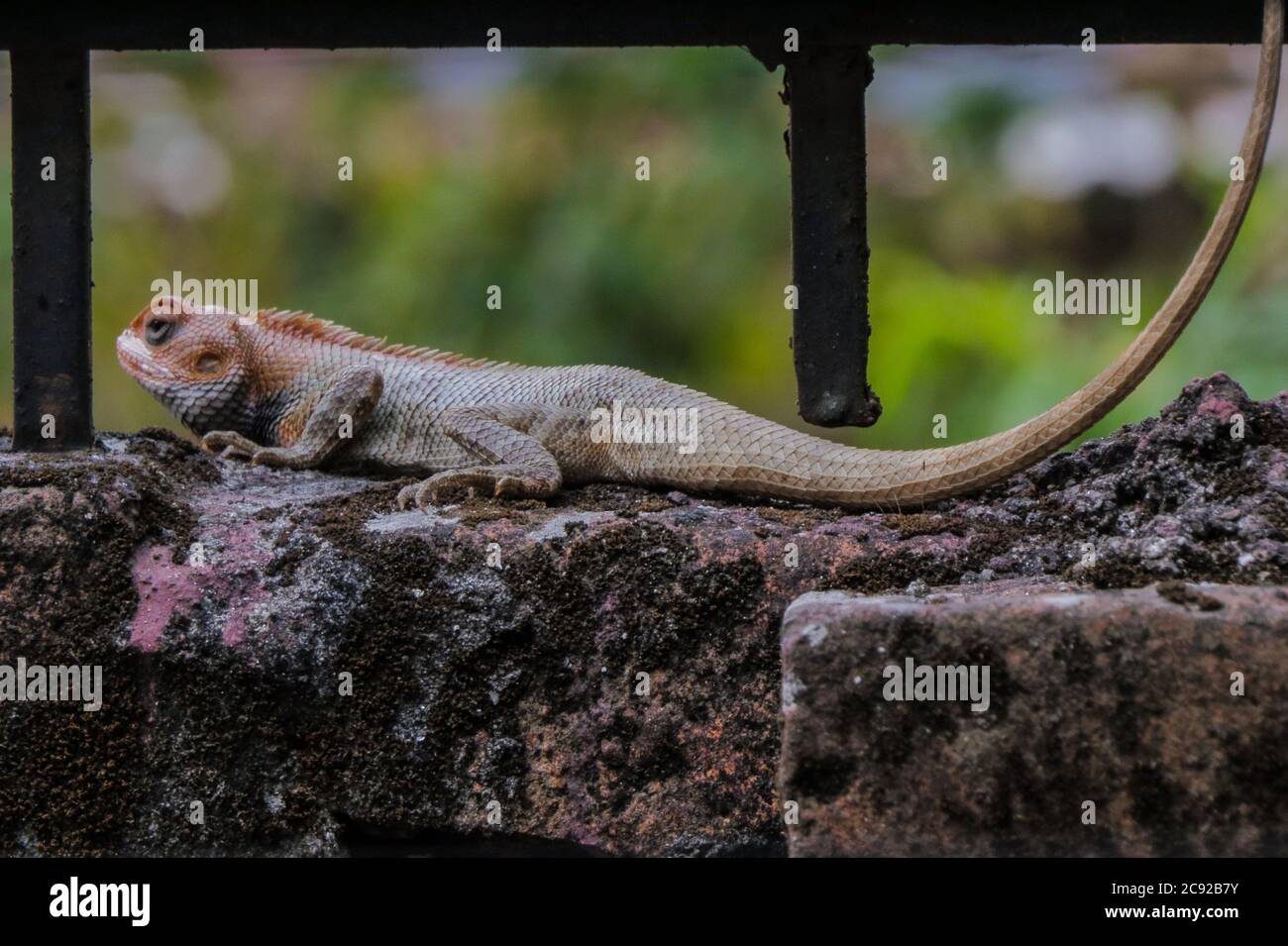 Magnifique lézard de jardin oriental. Banque D'Images