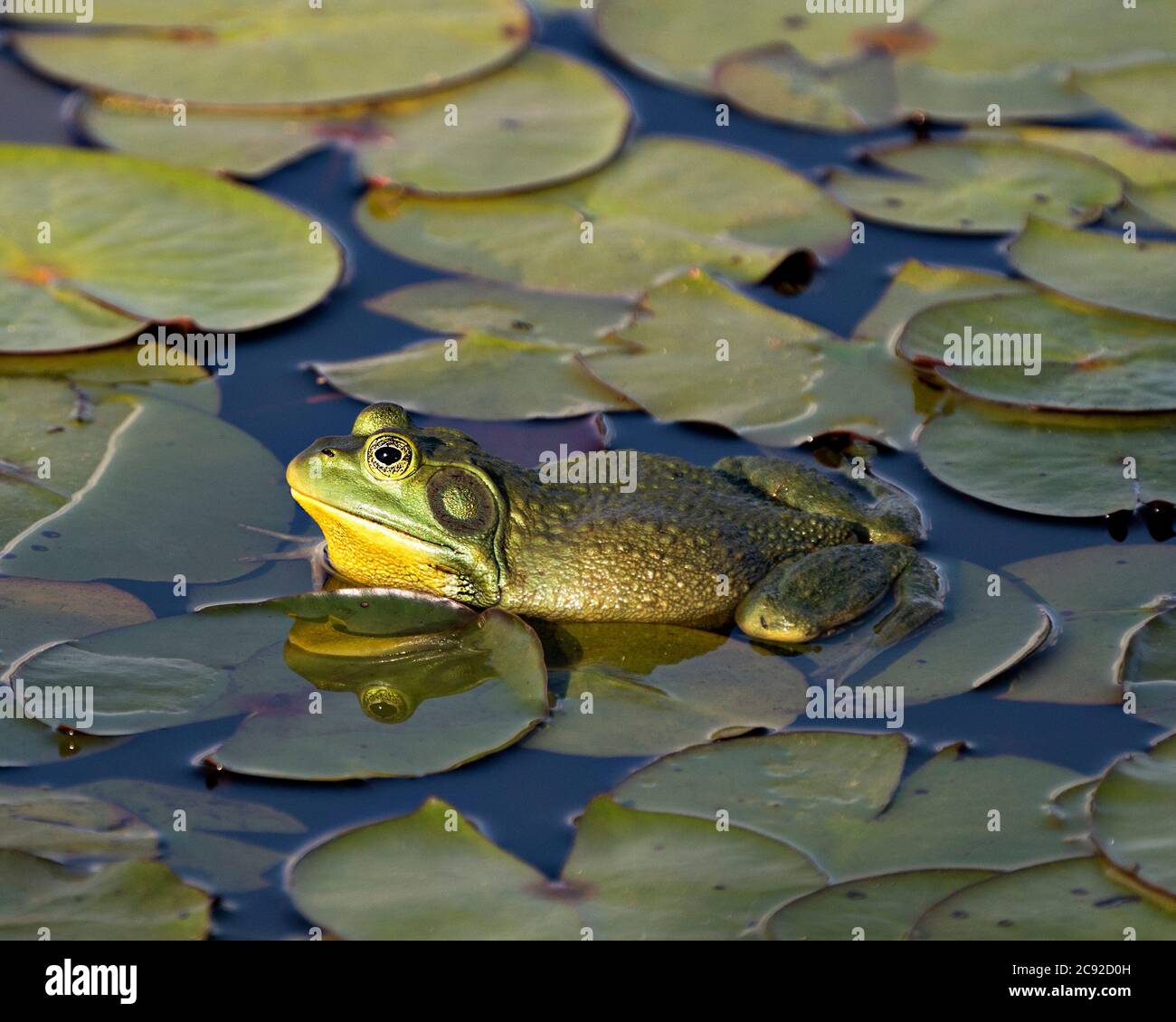Grenouille assise sur une feuille de nénuphars dans l'eau, montrant un corps, une tête, des jambes, un œil vert dans son environnement et son habitat, regardant du côté gauche. Banque D'Images