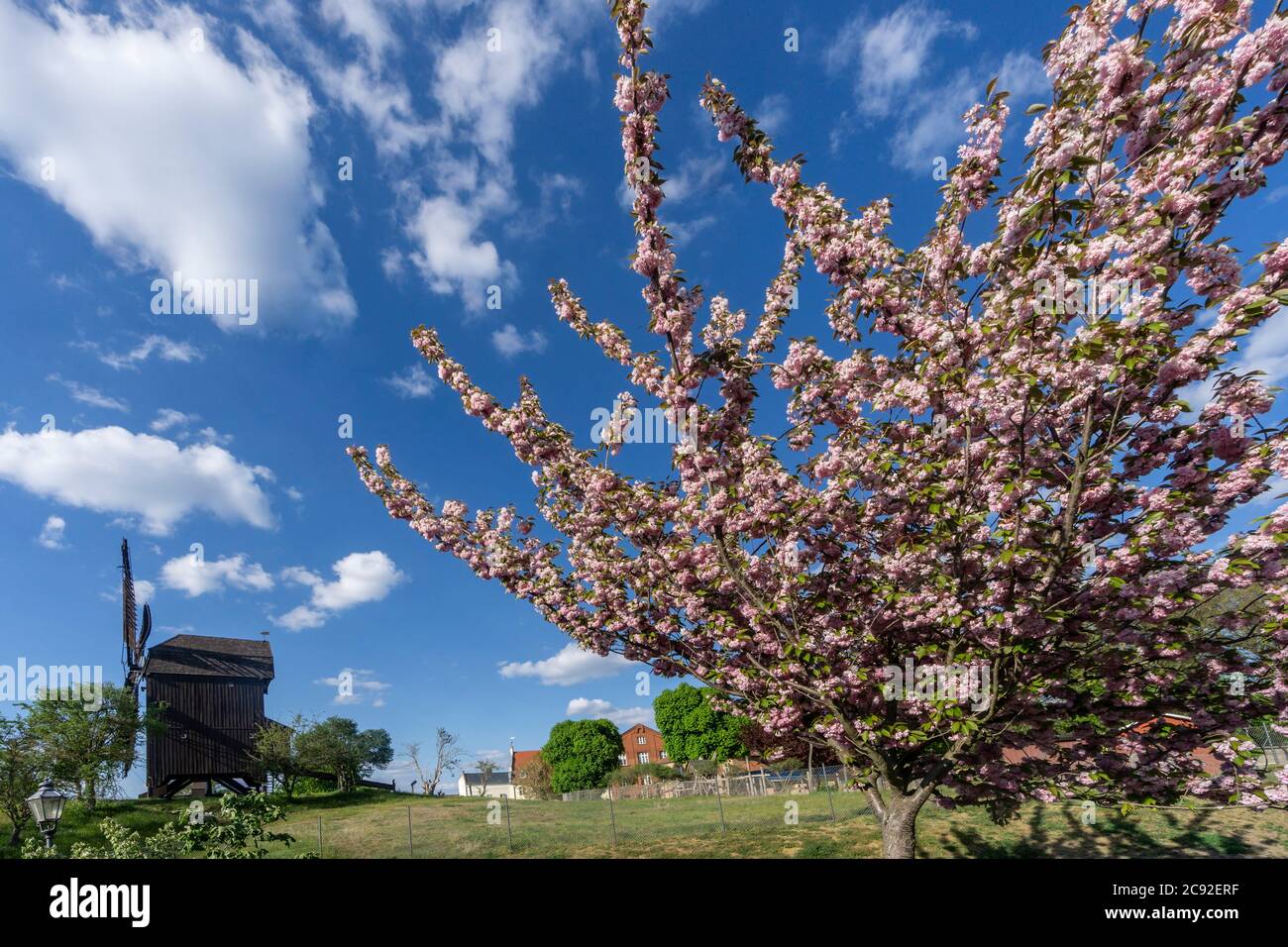 Cerisiers en fleurs, moulin à vent, Werder (Havel), île Havel, Potsdam-Mittelmark, Allemagne | Kirschbluete, Windmuehle, Werder Havelland, Potsdam Mittelmark, Banque D'Images