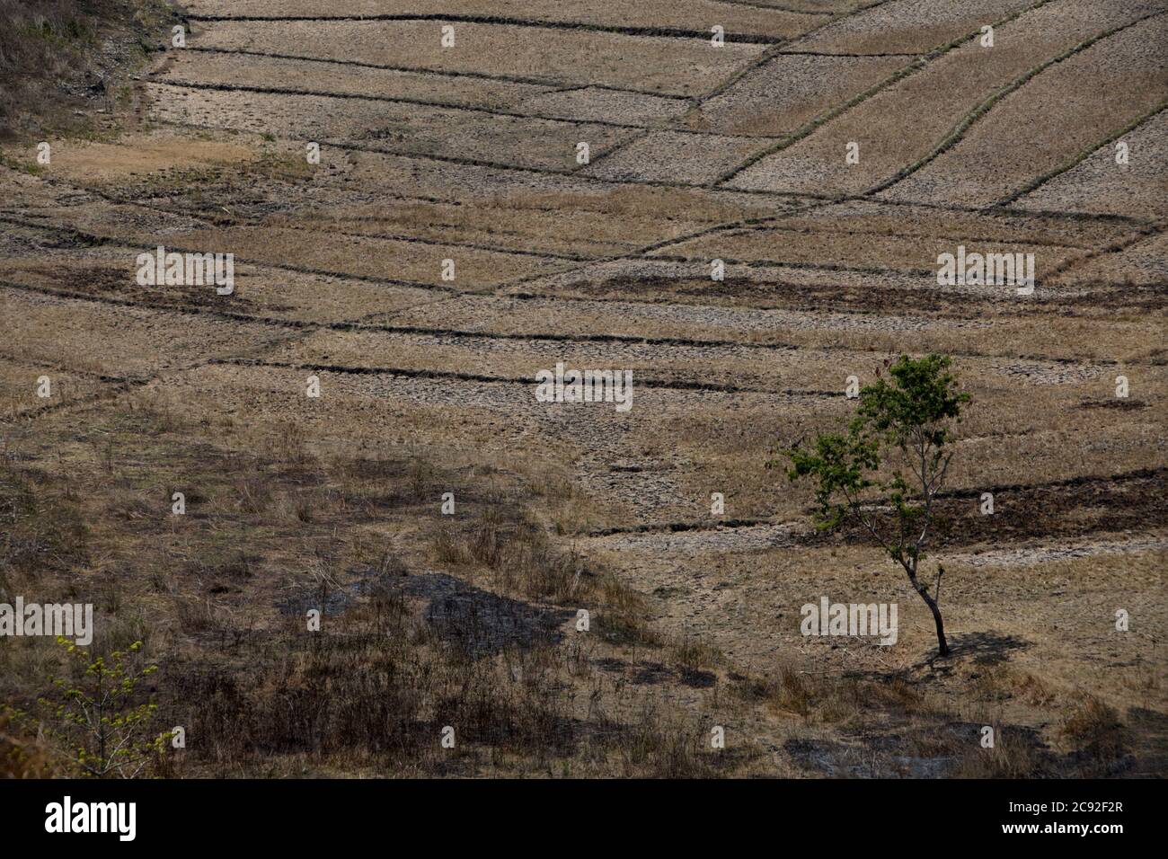 Champs agricoles secs pendant la saison sèche à l'est de Sumba, à l'est de Nusa Tenggara, en Indonésie. Banque D'Images