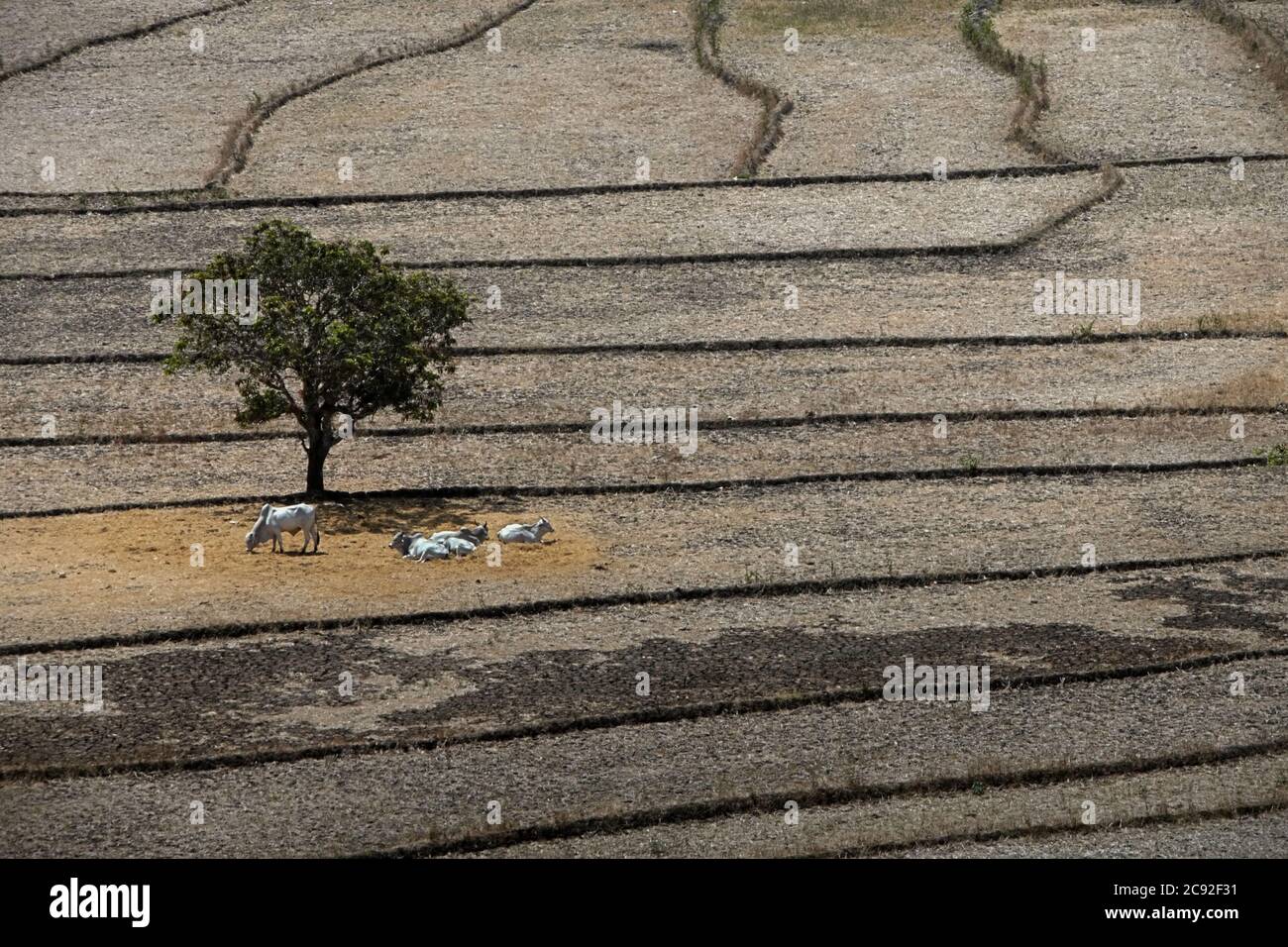 Champs agricoles secs pendant la saison sèche à l'est de Sumba, à l'est de Nusa Tenggara, en Indonésie. Banque D'Images