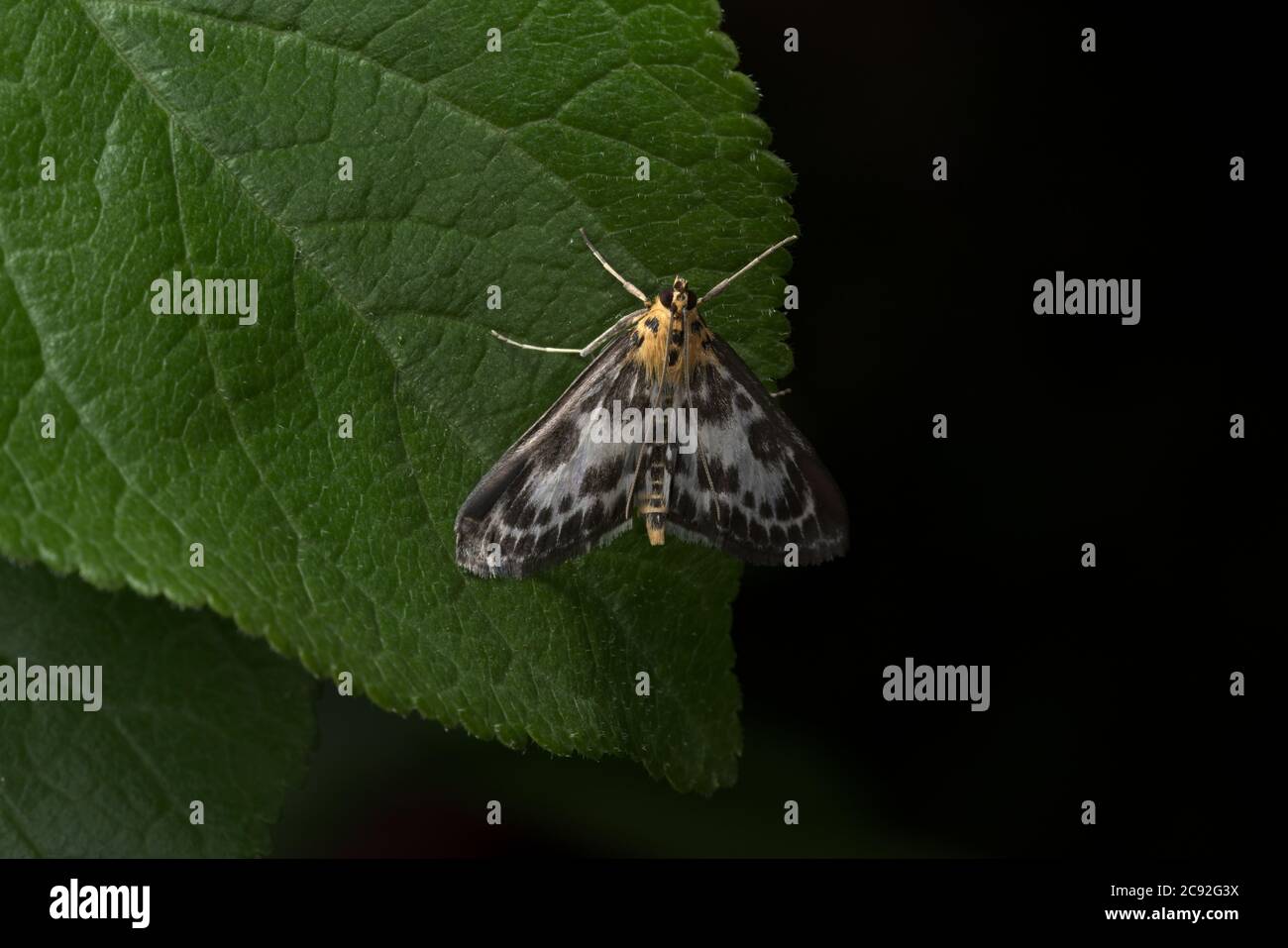 Papillon magpie orange, blanc et noir avec de longues antennes perches sur une large feuille vert foncé sur un arrière-plan Uni. Petite papillon avec yeux noirs. Banque D'Images