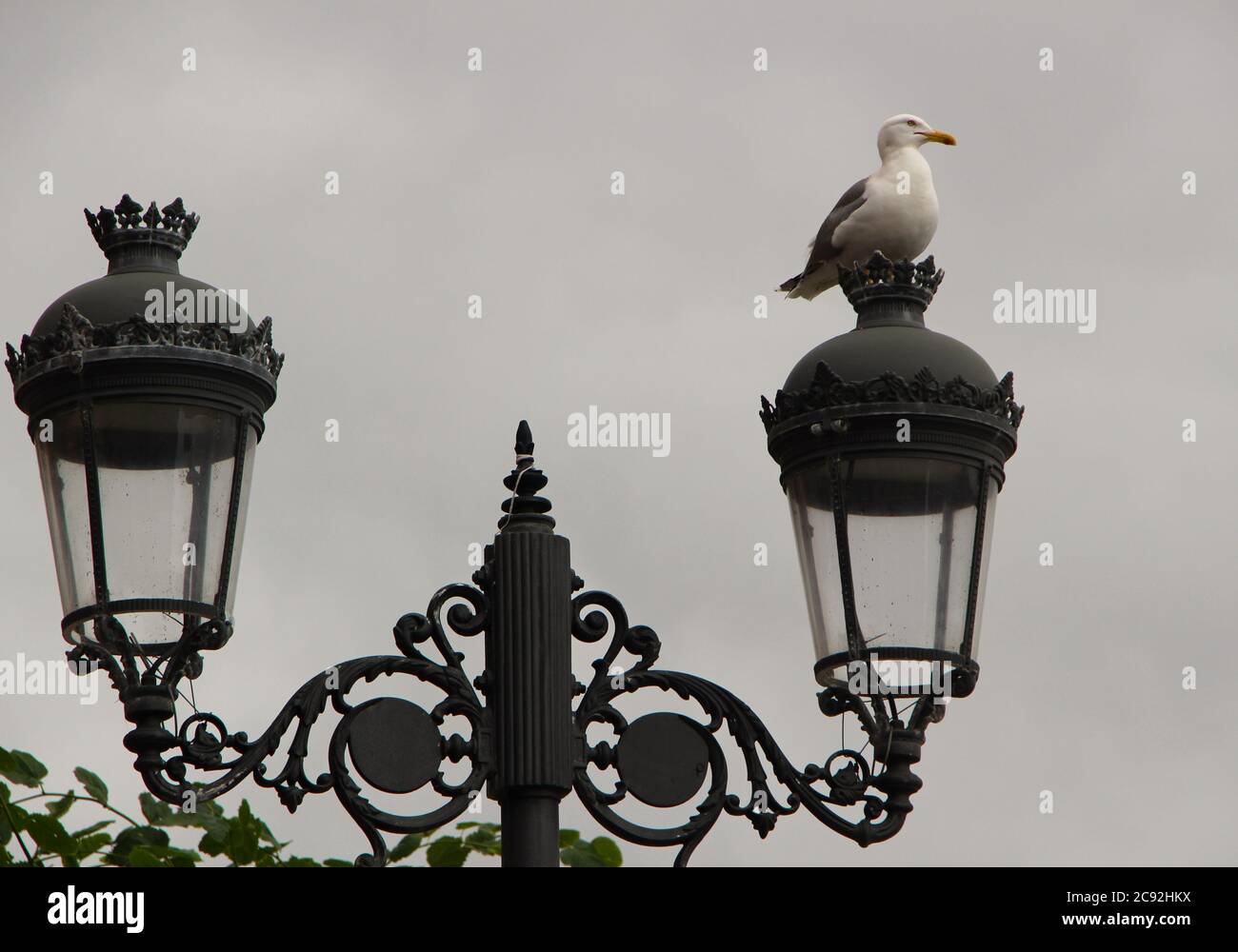 Goéland à harengs européen Larus argentatus mouette posant sur un poteau de lampe en métal gris sur un fond blanc nuageux Ribadesella Asturias Espagne Banque D'Images