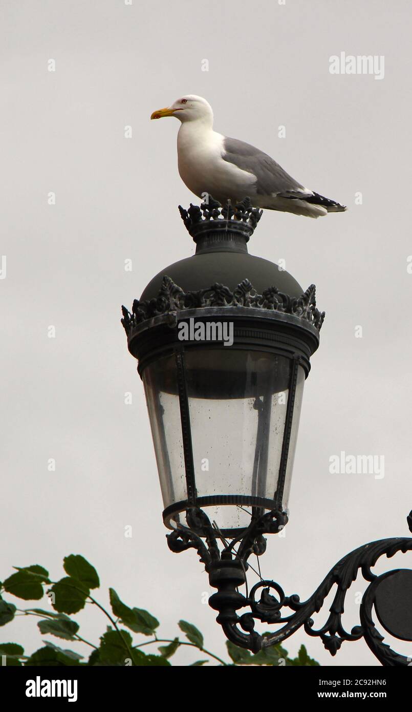 Goéland à harengs européen Larus argentatus mouette posant sur un poteau de lampe en métal gris sur un fond blanc nuageux Ribadesella Asturias Espagne Banque D'Images