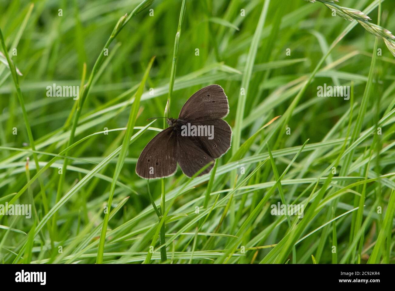 A Ringlet Butterfly , Chipping, Preston, Lancashire, Royaume-Uni Banque D'Images