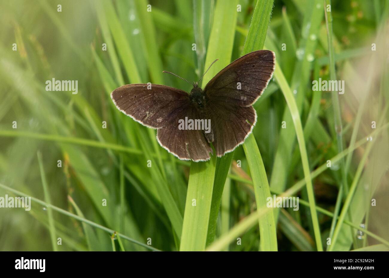 A Ringlet Butterfly , Chipping, Preston, Lancashire, Royaume-Uni Banque D'Images