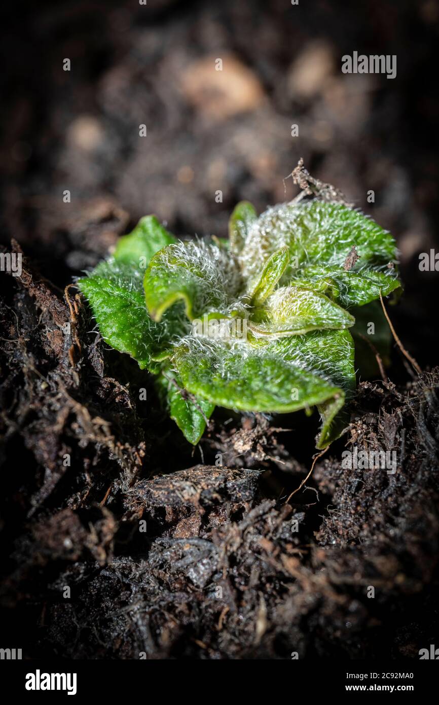 Feuilles émergeantes de pommes de terre Maris Bard Banque D'Images