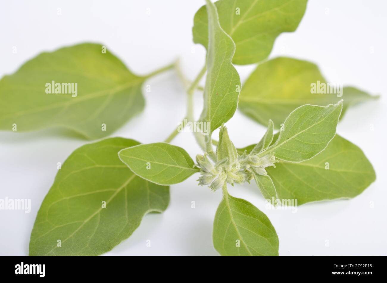 Withania somnifera, communément appelé ashwagandha, ginseng indien, groseille à maquereau ou cerise d'hiver. Banque D'Images