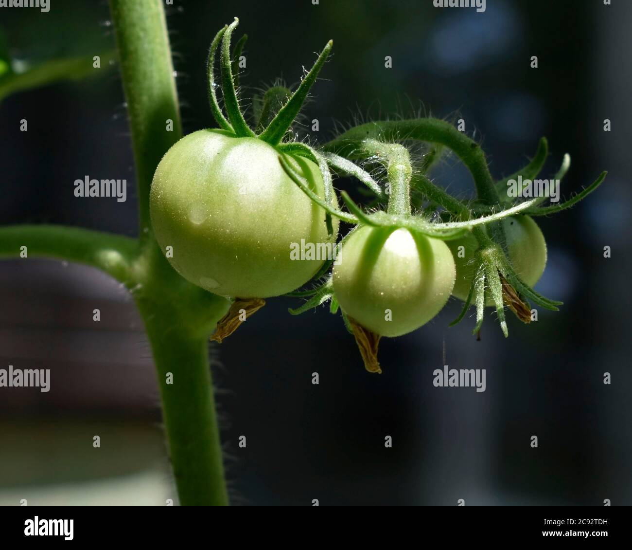 Trois tomates mûrissent sur une plante miniature dans une casserole. Banque D'Images