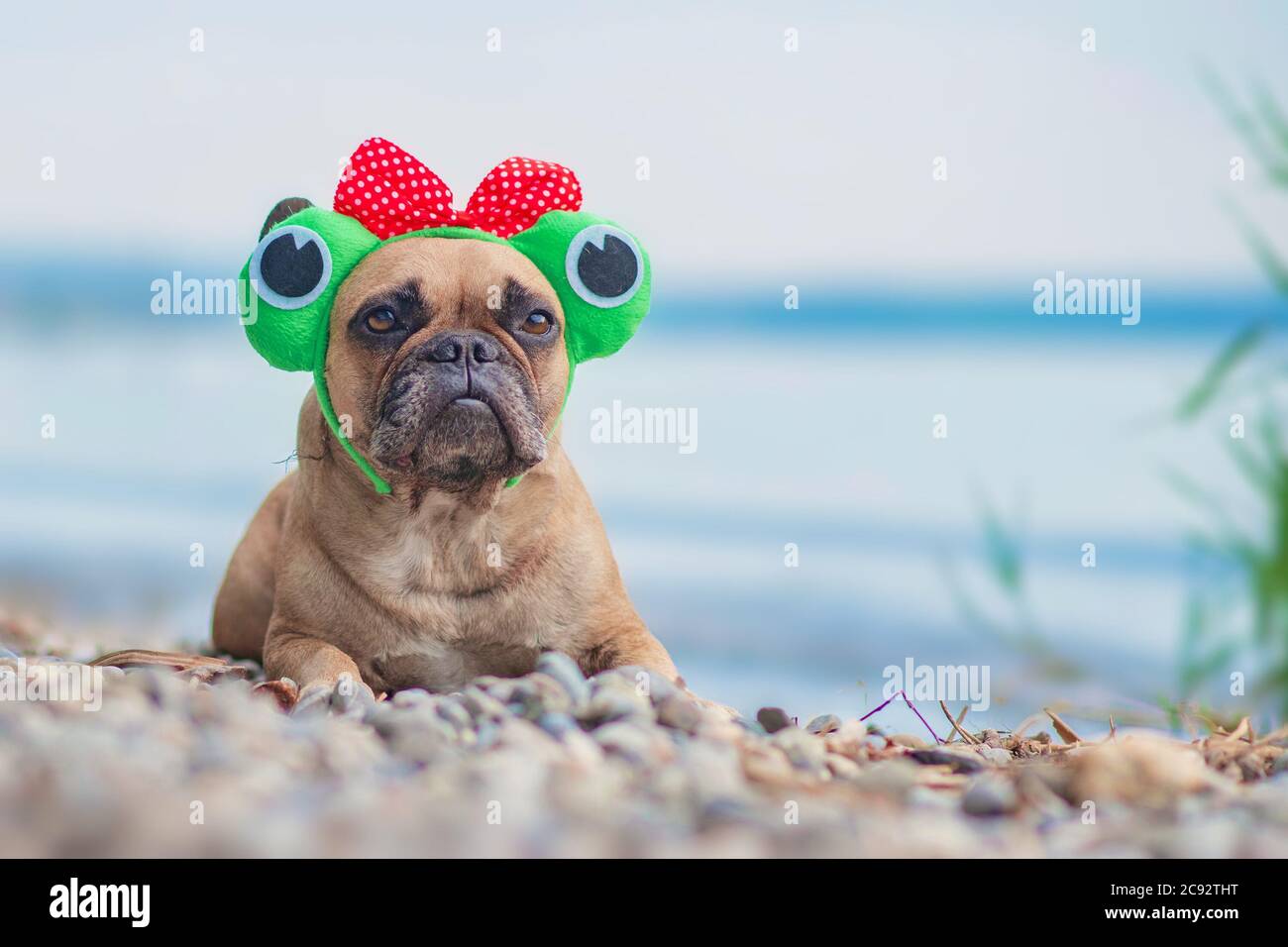 Chien Bulldog français portant un drôle de grenouille costume bandeau avec ruban et de grands yeux couché en face du lac Banque D'Images