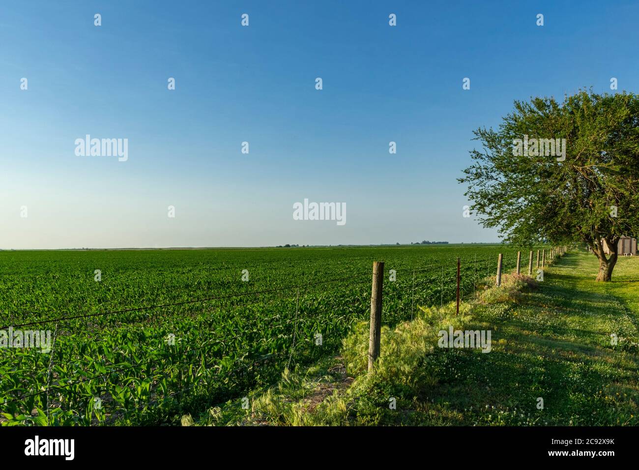 Cornfield au coucher du soleil, Donifan, Nebraska, États-Unis Banque D'Images