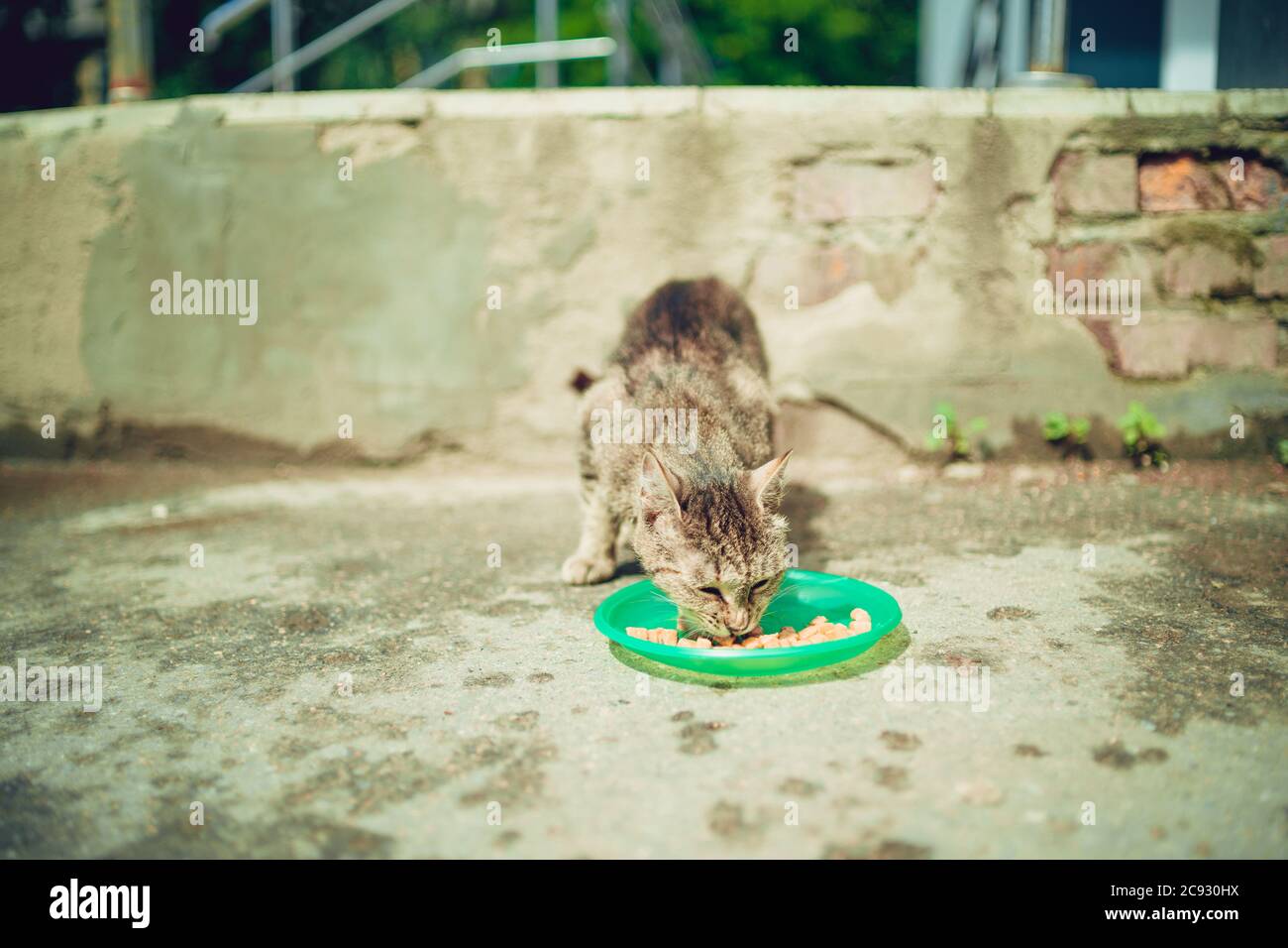 Le chat sans abri mange de la nourriture sèche à plat dans la rue. Gros plan sur les chats errants qui mangent des aliments utiles pour animaux de compagnie. Concept de soin des animaux. Banque D'Images