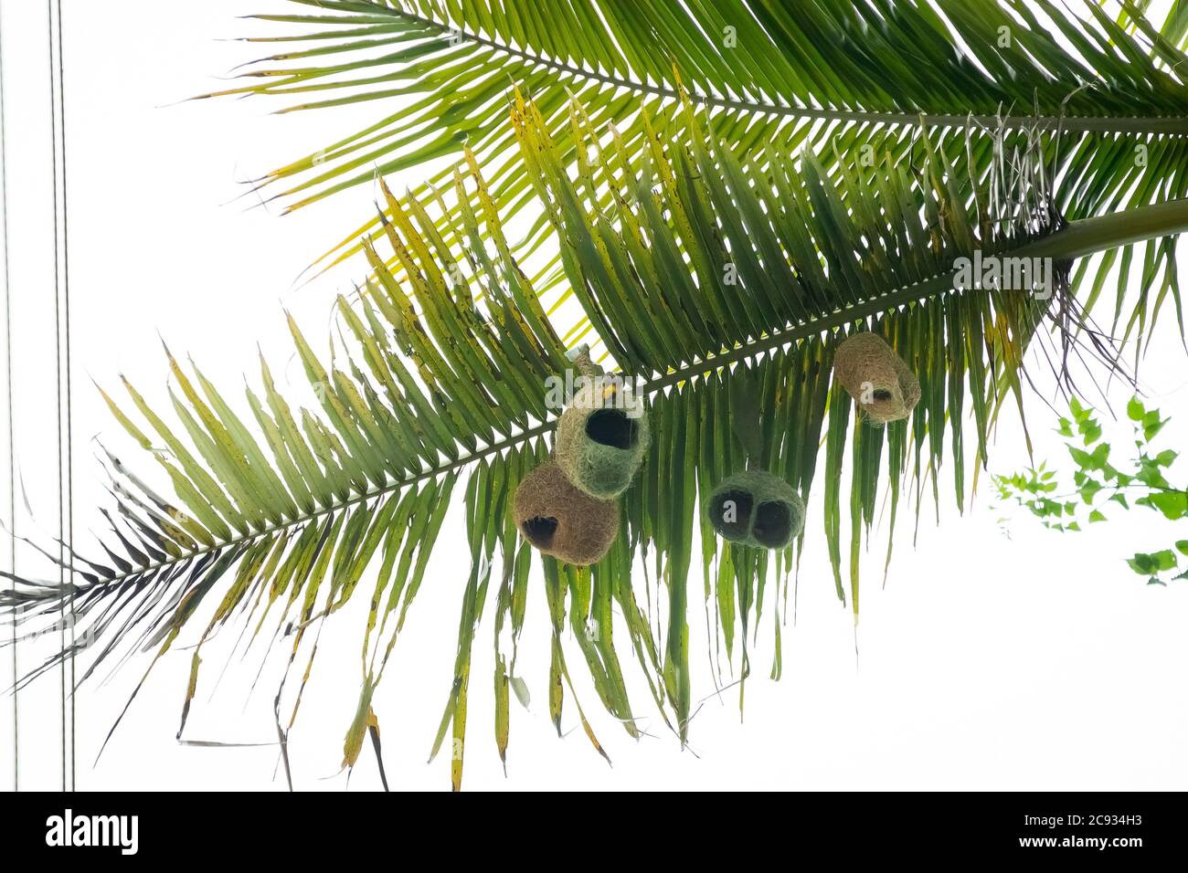 Gros plan Baya Weaver oiseau travaillant sur un nid suspendu par un palmier. Banque D'Images