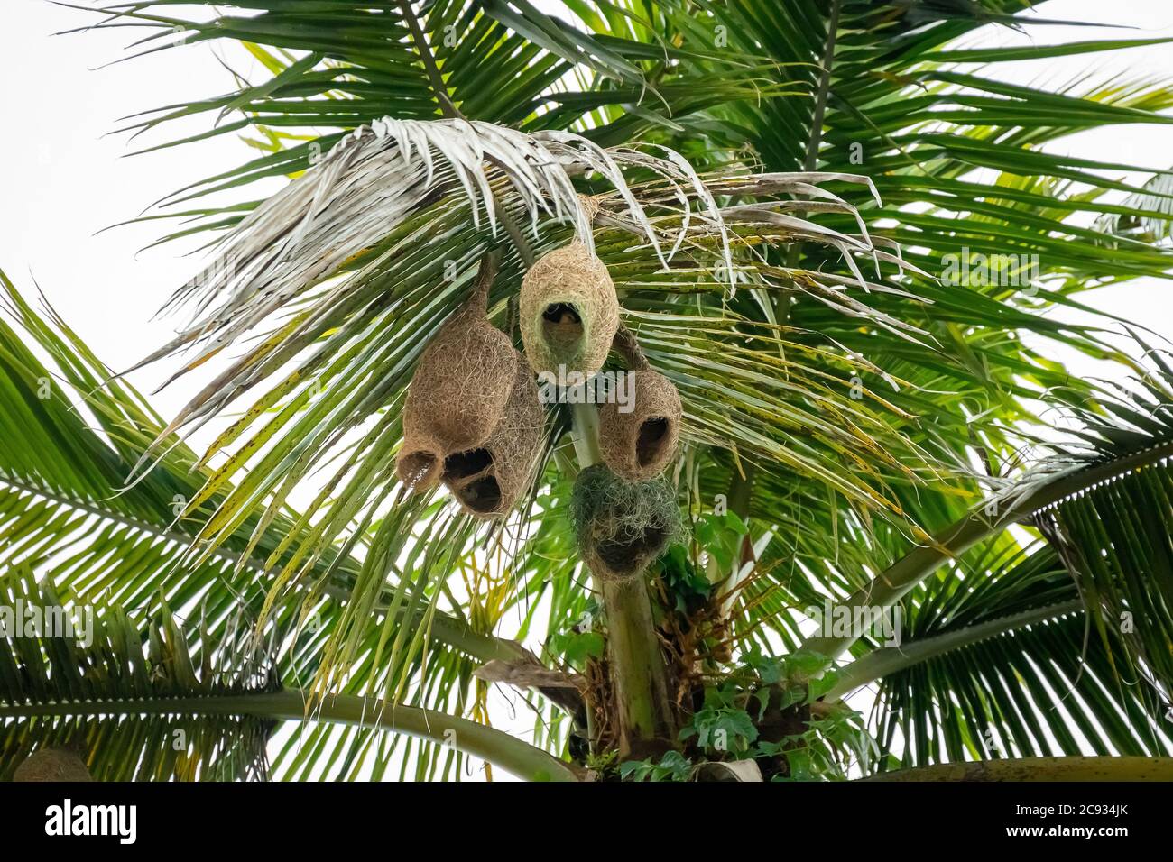 Gros plan Baya Weaver oiseau travaillant sur un nid suspendu par un palmier. Banque D'Images