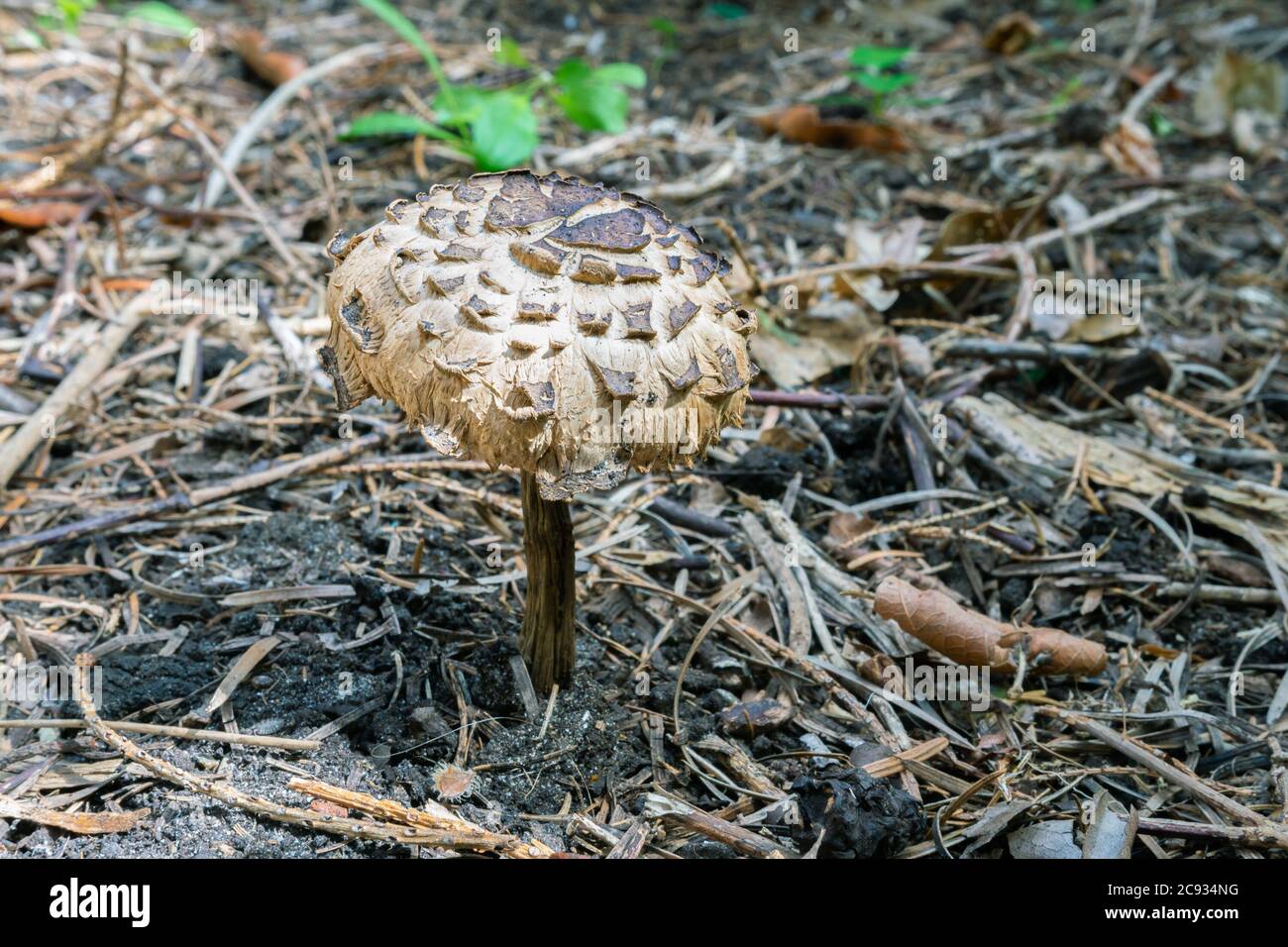 Champignons poussant sur le sol de la forêt. La casquette ressemble à une plaque d'armure. Banque D'Images