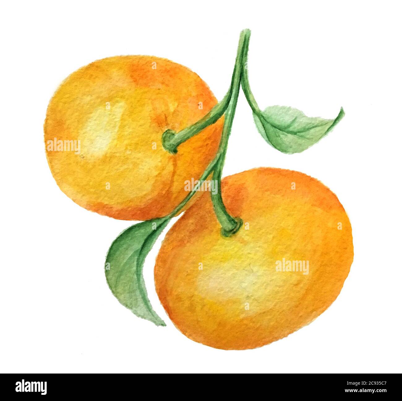 Illustration vintage de la branche des tangerines aquarelles Banque D'Images