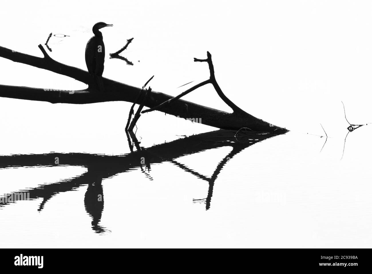 Photo en niveaux de gris du reflet d'un oiseau aquatique assis sur un tronc cassé au milieu d'un lac Banque D'Images