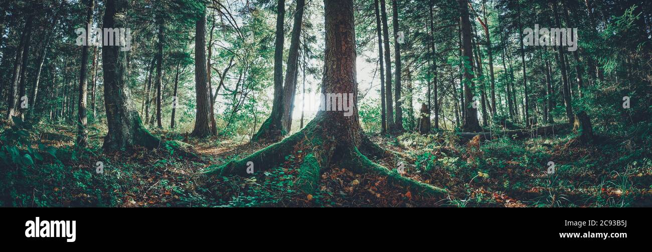 Sapin bois tôt le matin avec une belle lumière du soleil Banque D'Images