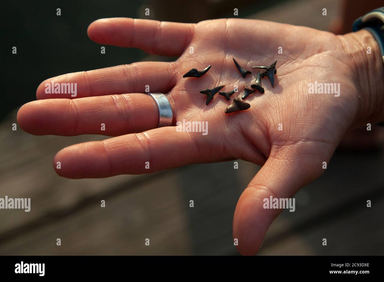 Une bande de dents de requin fossilisées datant de miocène (il y a 25 millions d'années) trouvé sur la plage de Purse par la rivière potomac par une femme. Banque D'Images