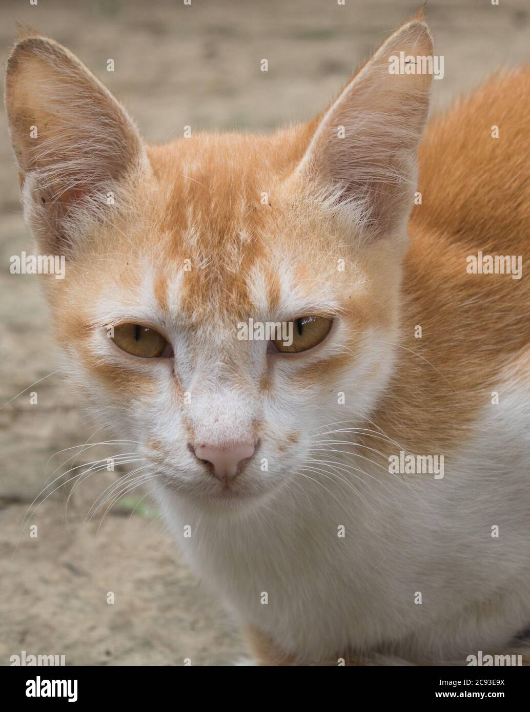 Jeune fou surprise chat faire de gros yeux gros plan. Un beau chat orange regarde avec des yeux calmes. C'est UN adorable chat bangladais. Banque D'Images