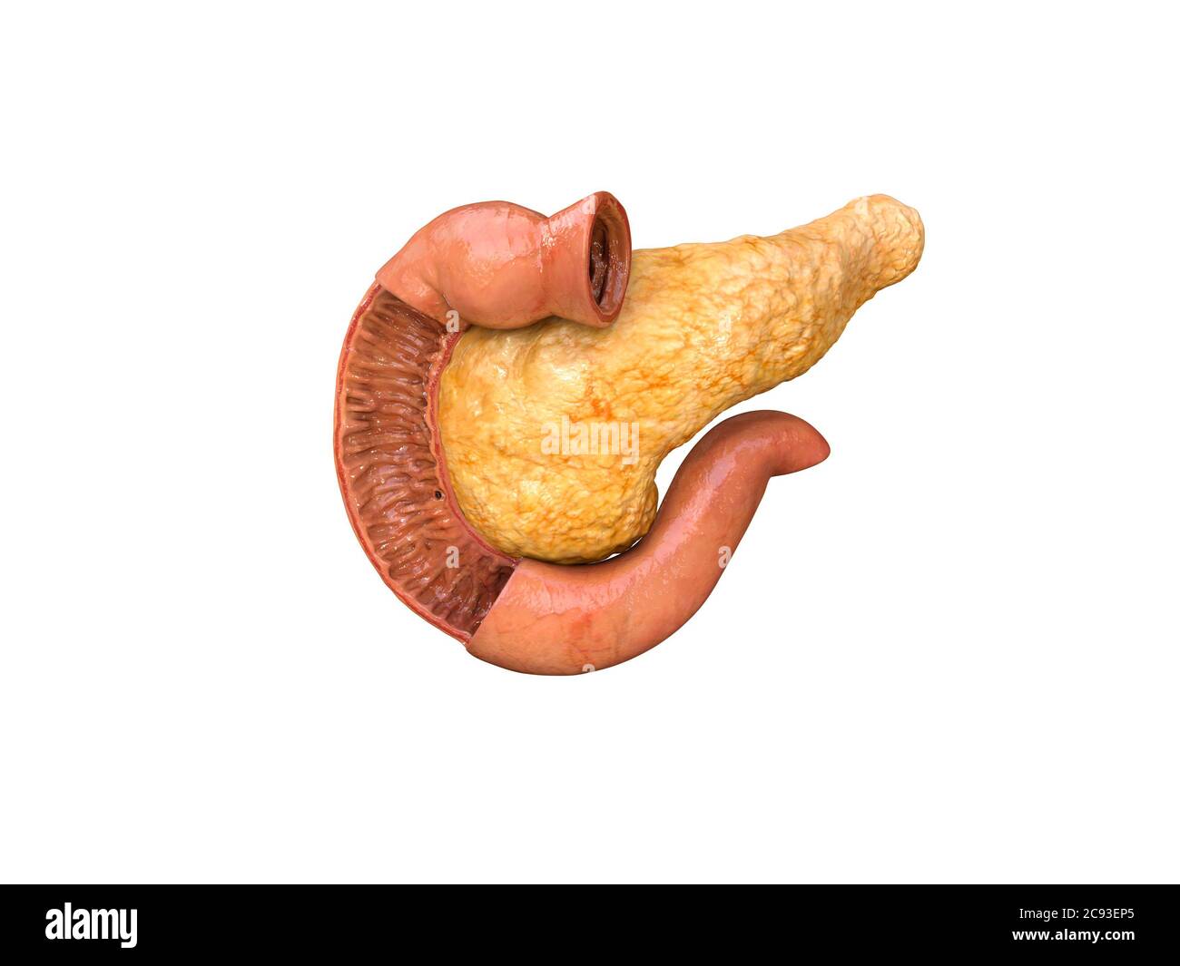 Pancréas, anatomie humaine, sur fond blanc, infographies, illustration médicale des organes internes, rendu 3D Banque D'Images