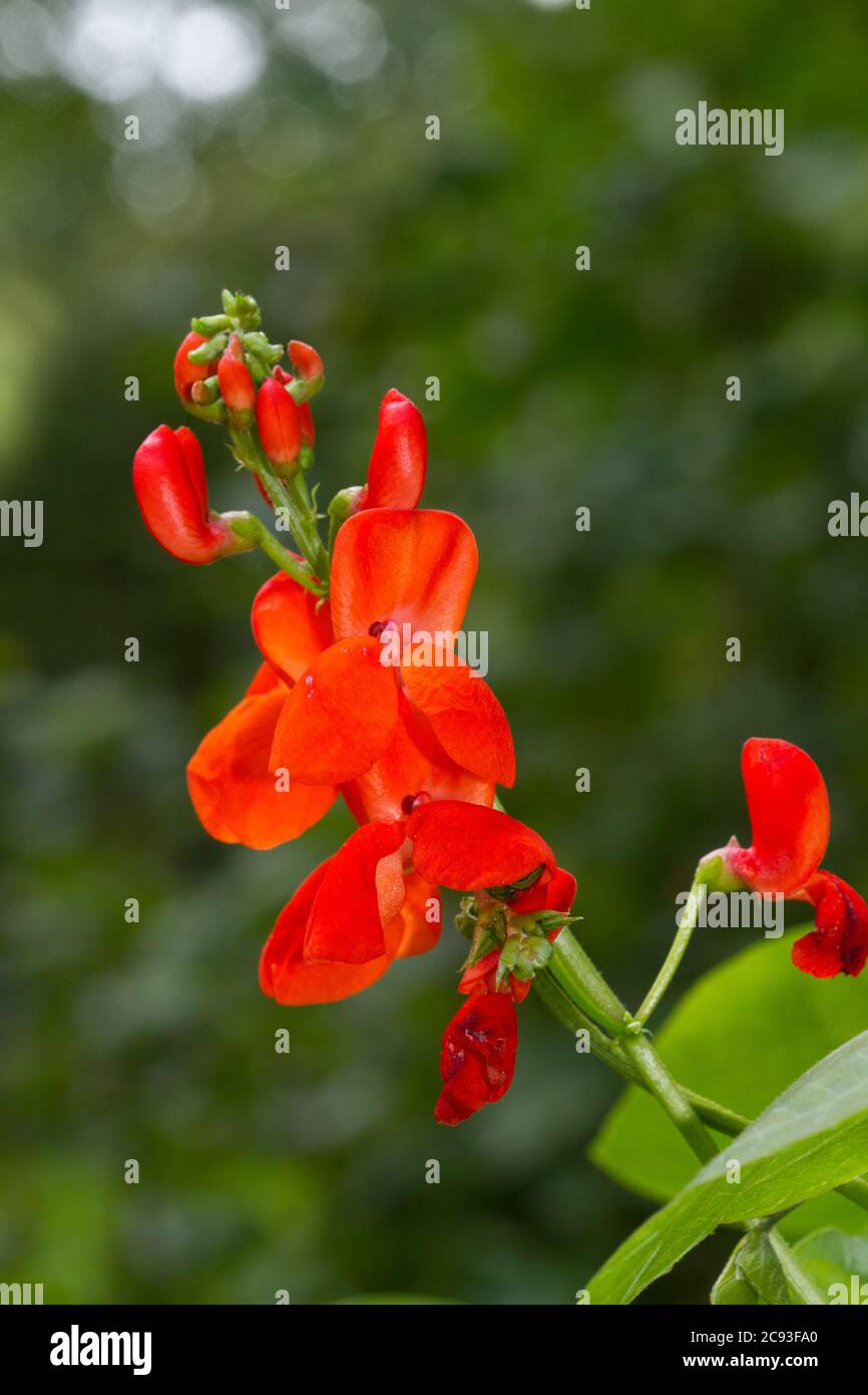 Fleurs rouge écarlate vif de haricots blancs Banque D'Images