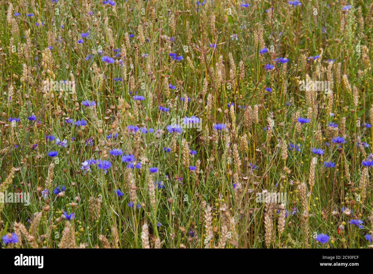 De belles fleurs de maïs bleues et d'autres mauvaises herbes dans un champ de maïs Banque D'Images