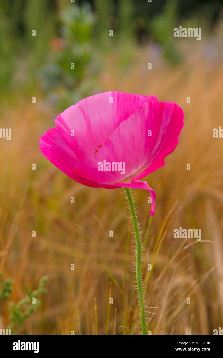 Fleur de pavot rose dans un champ d'orge Banque D'Images