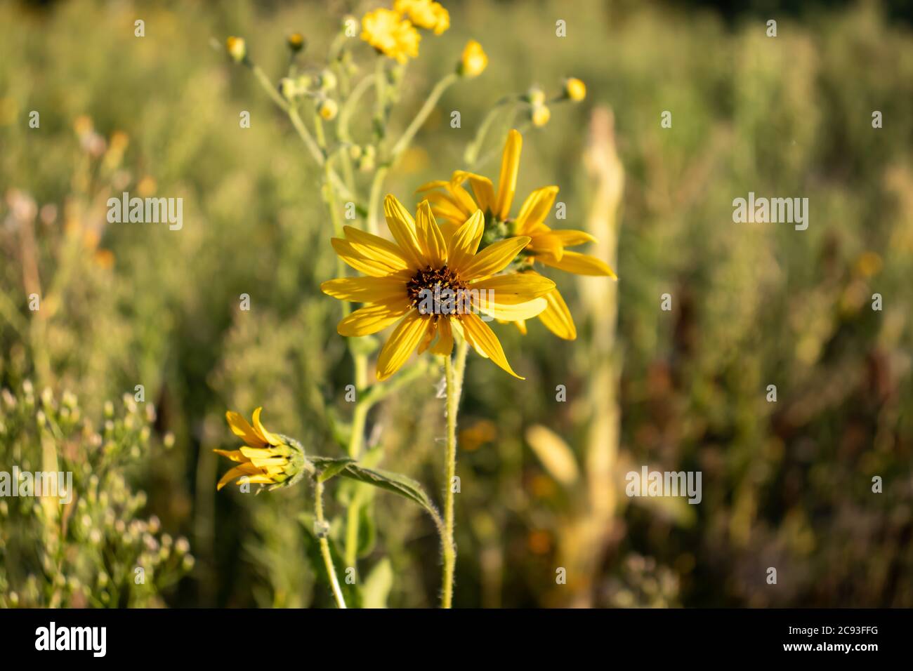 Fleurs sauvages de printemps dans le nord de l'Arizona Banque D'Images