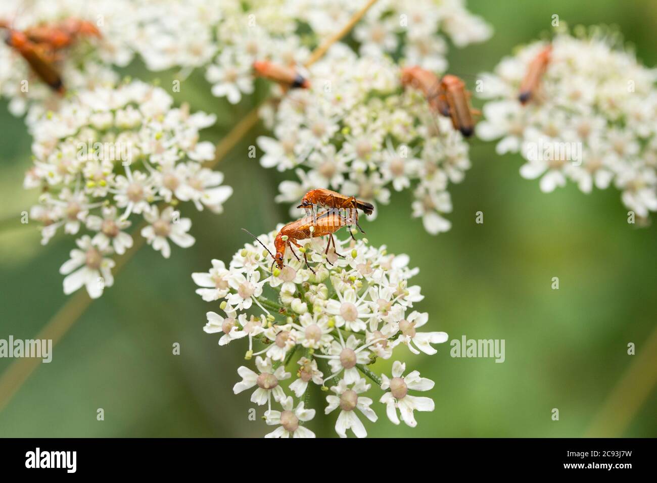 Coléoptères de soldat (Rhagonycha fulva) orange rouge long scarabées étroit sur la vache blanche en forme de umbrellar persil de type fleurs sauvages. Antennes longues noires. Banque D'Images