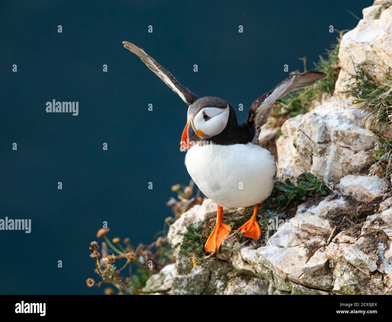Le macareux de l'Atlantique (Fratercula arctica), connu sous le nom de « clown of the Sea » ou de « perroquet de l'atlantique » dans la réserve naturelle du RSPB Bempton Cliffs, dans le Yorkshire de l'est Banque D'Images