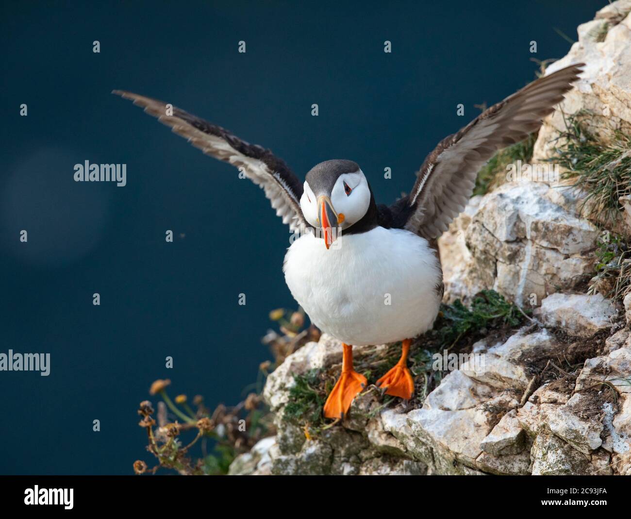 Le macareux de l'Atlantique (Fratercula arctica), connu sous le nom de « clown of the Sea » ou de « perroquet de l'atlantique » dans la réserve naturelle du RSPB Bempton Cliffs, dans le Yorkshire de l'est Banque D'Images