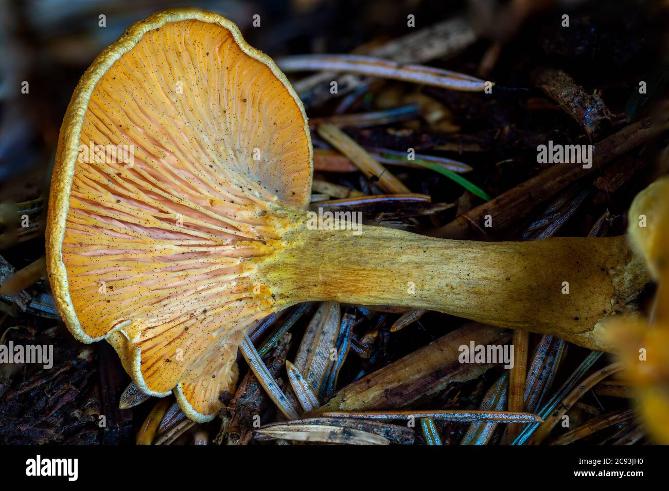 Les branchies de la fausse chanterelle ou Hygrophoropsis aurantiaca Banque D'Images