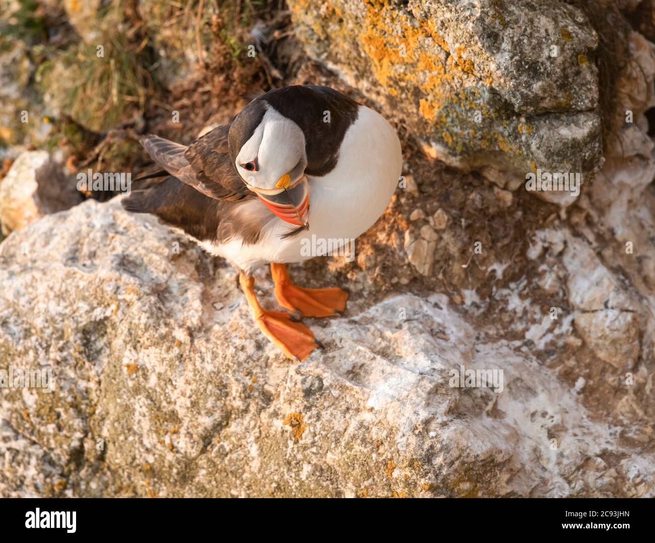 Le macareux de l'Atlantique (Fratercula arctica), connu sous le nom de « clown of the Sea » ou de « perroquet de l'atlantique » dans la réserve naturelle du RSPB Bempton Cliffs, dans le Yorkshire de l'est Banque D'Images