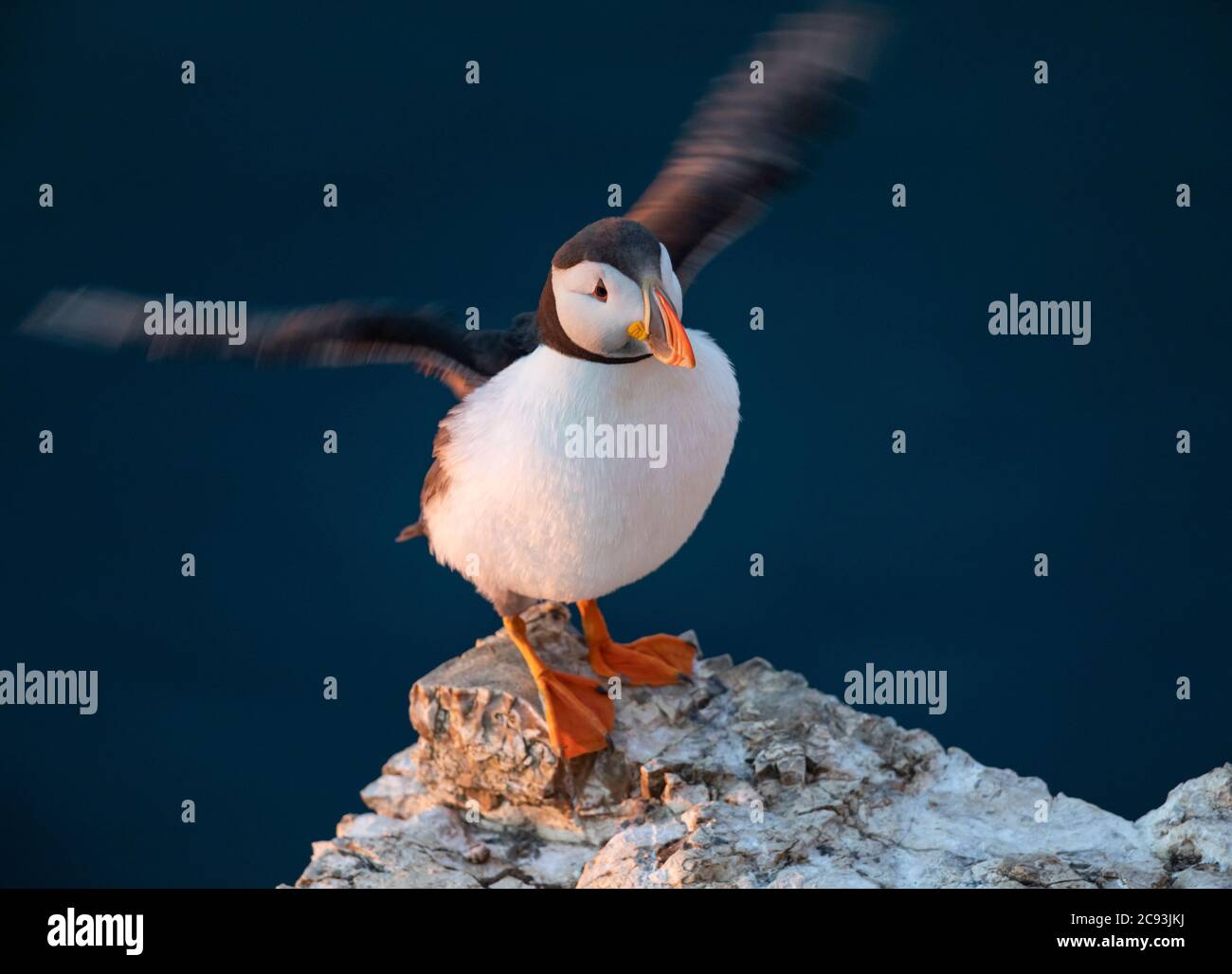 Le macareux de l'Atlantique (Fratercula arctica), connu sous le nom de « clown of the Sea » ou de « perroquet de l'atlantique » dans la réserve naturelle du RSPB Bempton Cliffs, dans le Yorkshire de l'est Banque D'Images