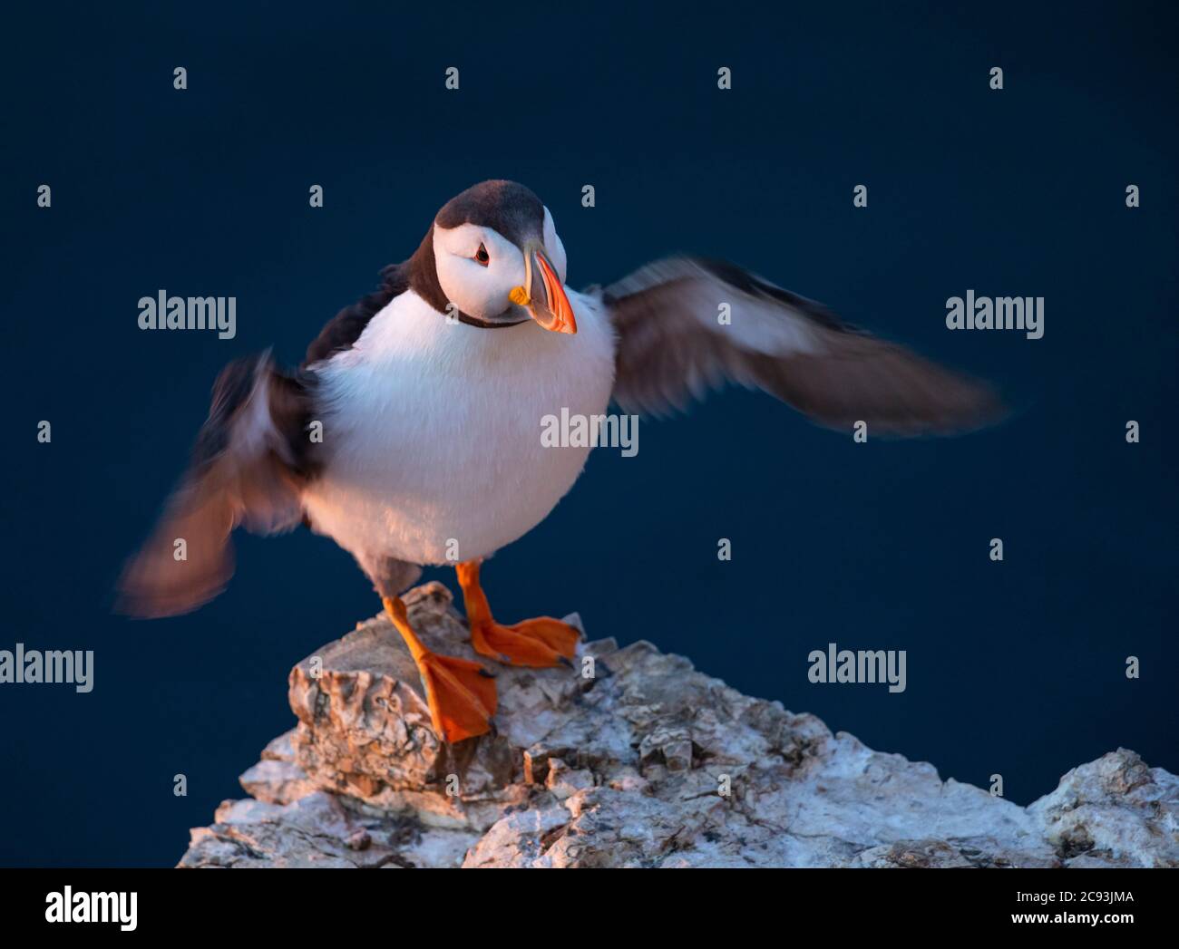 Le macareux de l'Atlantique (Fratercula arctica), connu sous le nom de « clown of the Sea » ou de « perroquet de l'atlantique » dans la réserve naturelle du RSPB Bempton Cliffs, dans le Yorkshire de l'est Banque D'Images