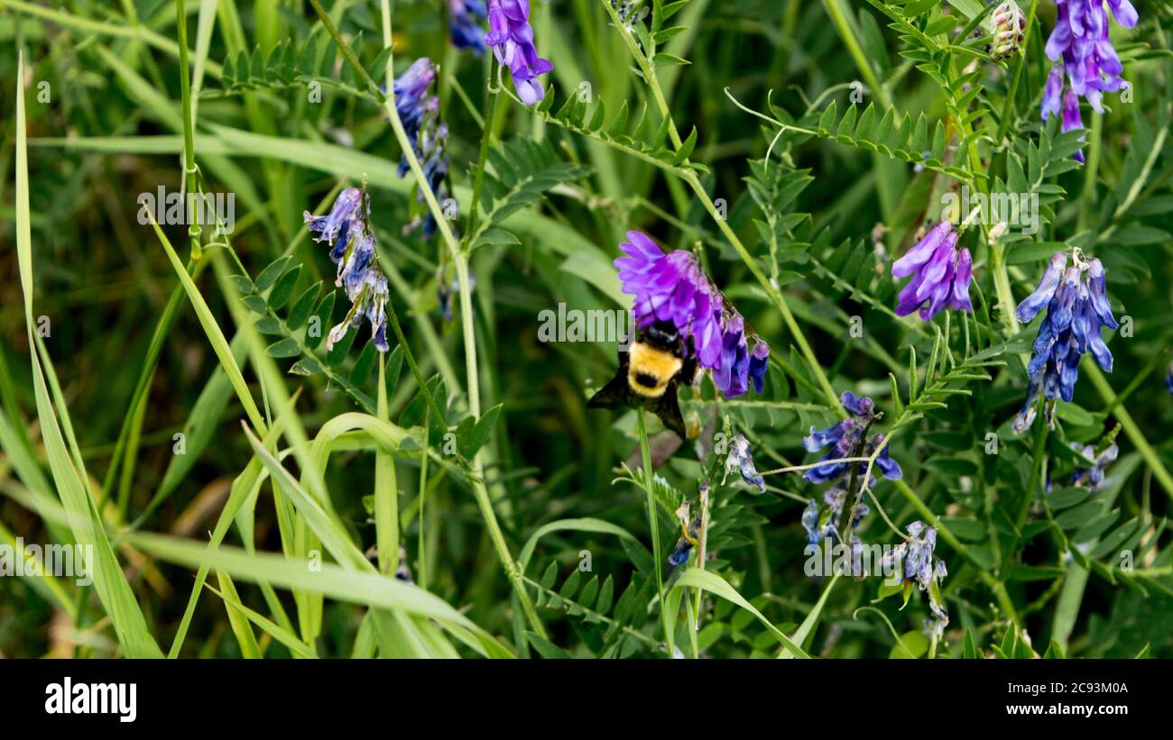 Le travail des abeilles Banque D'Images