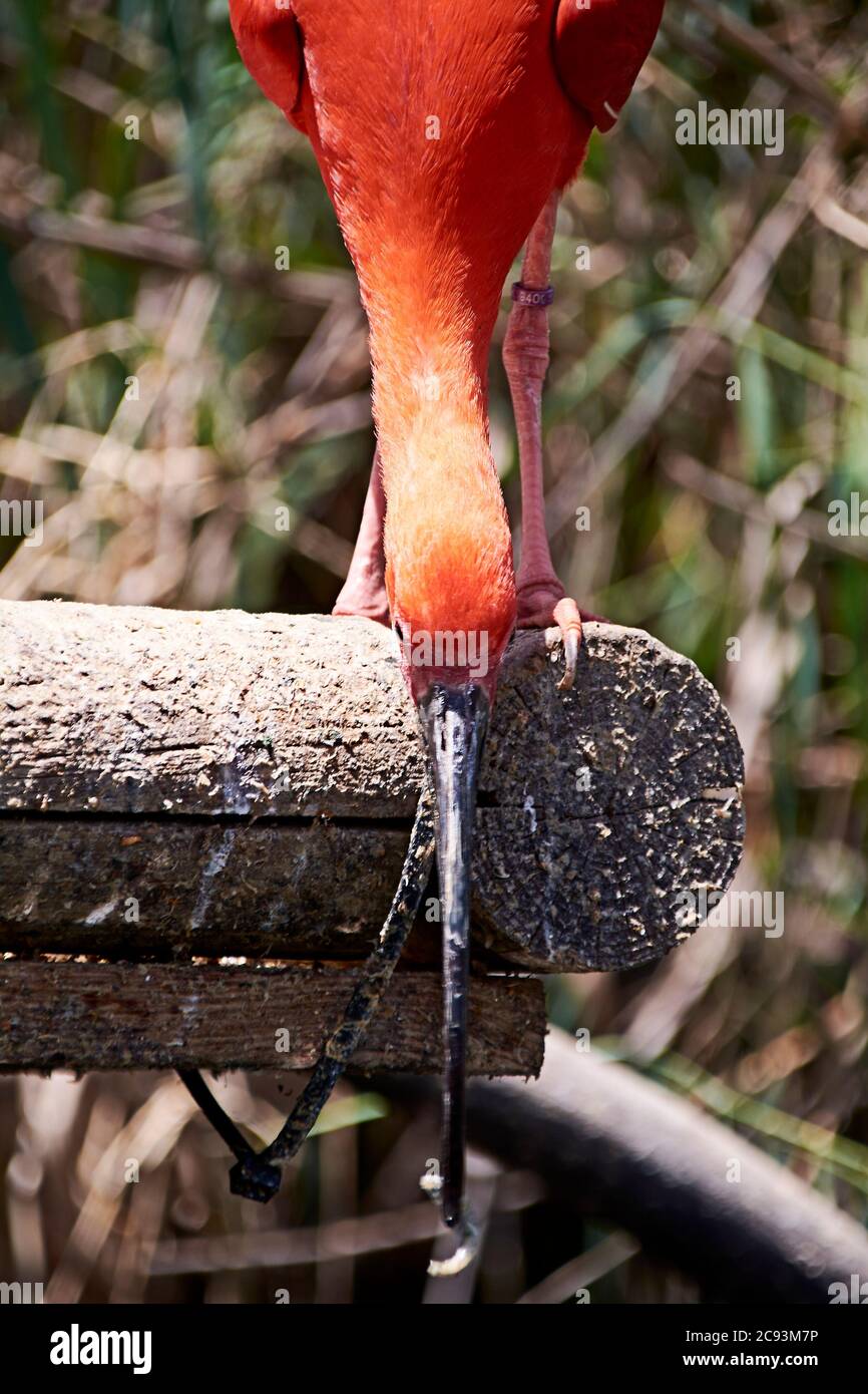 Écarlate ibis manger un petit poisson, coloré, bois, vert Banque D'Images