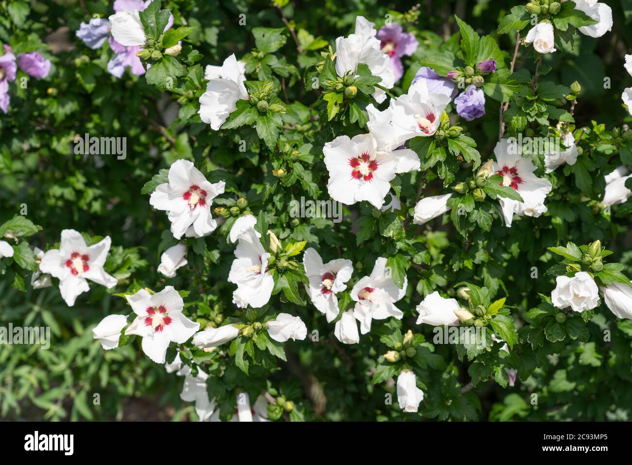 Hibiscus Syriacus L. coeur rouge (Rose de Shannon) un arbuste décidus avec une grande trompette comme des fleurs blanches avec un centre rouge Banque D'Images