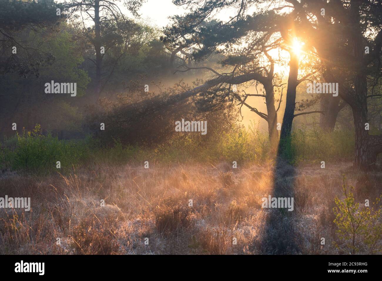 des rayons de soleil dans une forêt brumeuse avec des pins au lever du soleil Banque D'Images